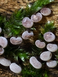 Didymium melanospermum: das Plasmodium ist meist wässrig weiß,  daraus entwickeln sich die Sporocarpien, sie enthalten die Sporen.  Die Außenhaut der Sporocarpien, die Peridie, ist dicht mit Kalk-Kristallen bedeckt,  es sieht aus, als ob sie mit Mehl bestäubt sind. 